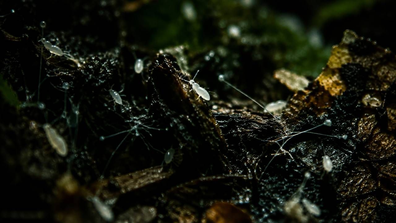 Colêmbolos sobre substrato escuro e úmido