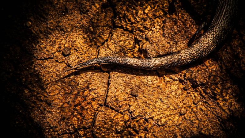 Serpente sobre terra rachada e alaranjada