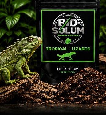 Tropical Lizards